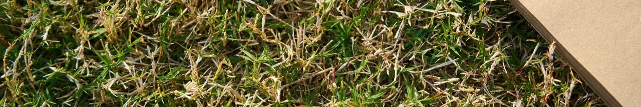 E.Raj - oficjalna strona autorki